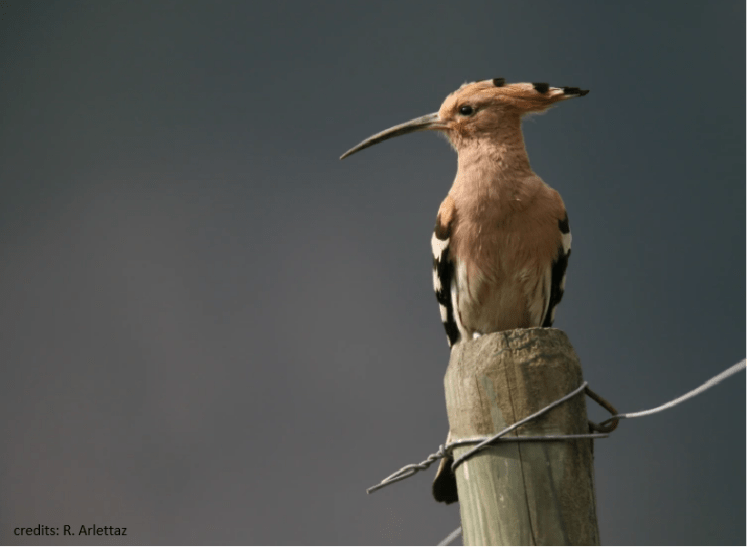 The causes of the hoopoe decline after a spectacular population&nbsp;recovery
