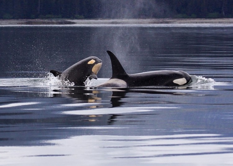 Increasing numbers of killer whale individuals use&nbsp;fisheries