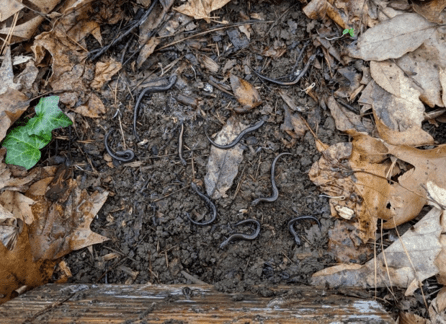 To predict the influence of variation in body size in a population of&nbsp;salamanders