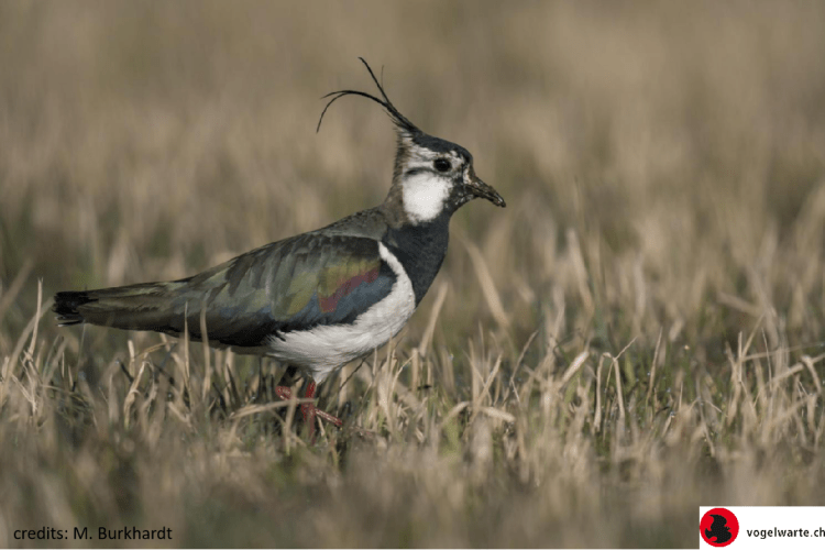 The decline of the lapwing in&nbsp;Europe